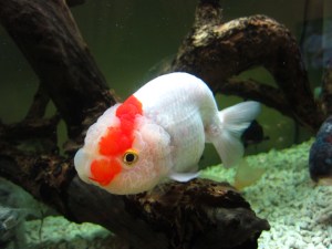 010415 Lin Yun Yun 51