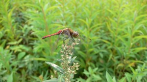 100415 Lin Yun Yun 47