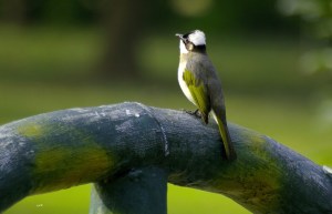 190415 Li Jia Yong 5