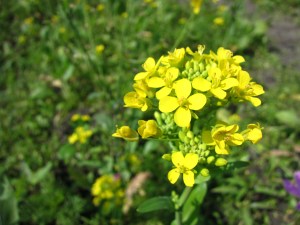 210415 Lin Yun Yun 49