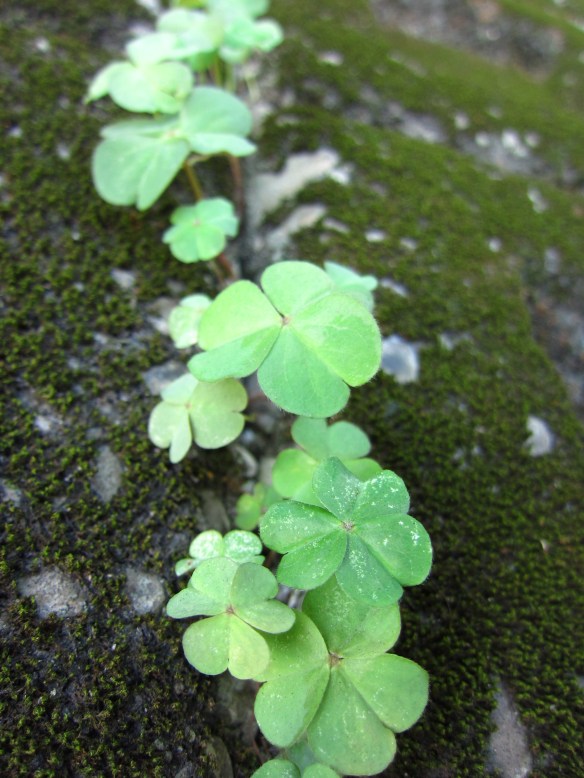 210515 Lin Yun Yun 52