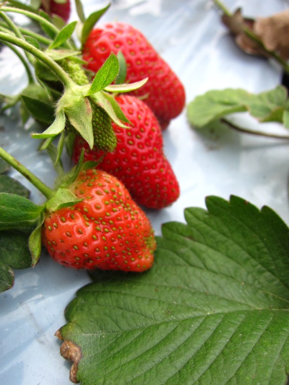 250515 Lin Yun Yun 51