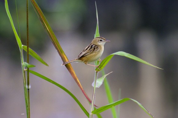 180615 Li Jia Yong 10