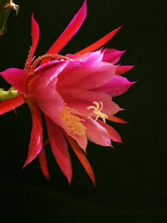 250615 Lin Yun Yun 51