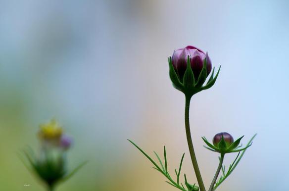 100715 Li Jia Yong 33