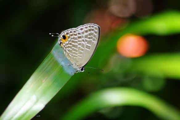 160715 Li Jia Yong 18