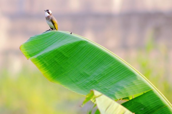 280715 Li Jia Yong 38