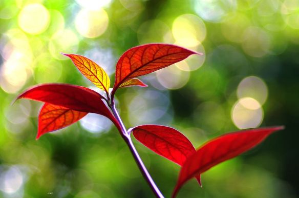 120815 Li Jia Yong 39