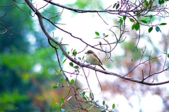 180815 Li Jia Yong 41