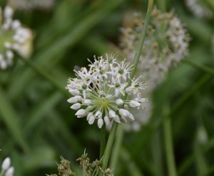 280815 ckh 5 (1024x849)