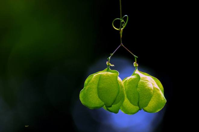 040915 Li Jia Yong 36