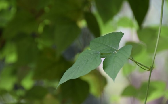 070915 ckh 40 (1024x636)