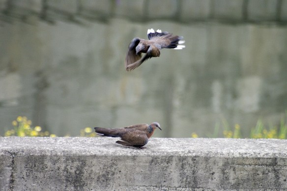 160915 Li Jia Yong 16