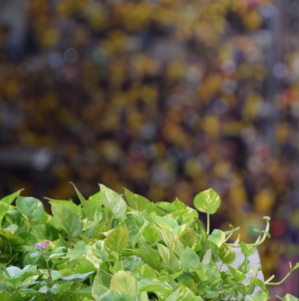 2015 10月封面 (1018x1024)