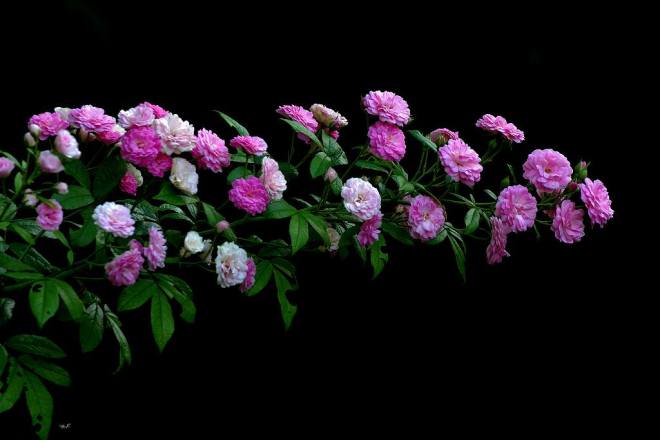 280915 Li Jia Yong 43