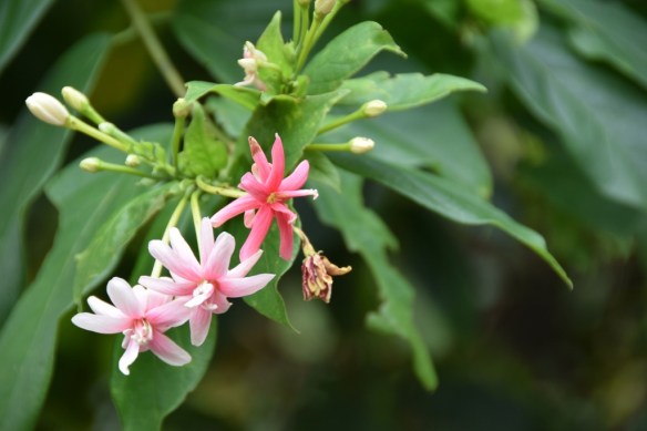 011015 ckh 41 (1024x683)