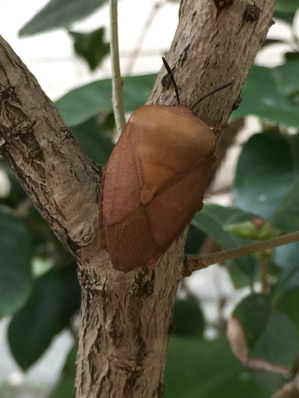 111015 荔枝椿象 杨晓红