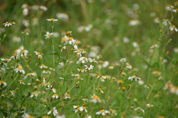 141015 ckh 31 (1024x683)