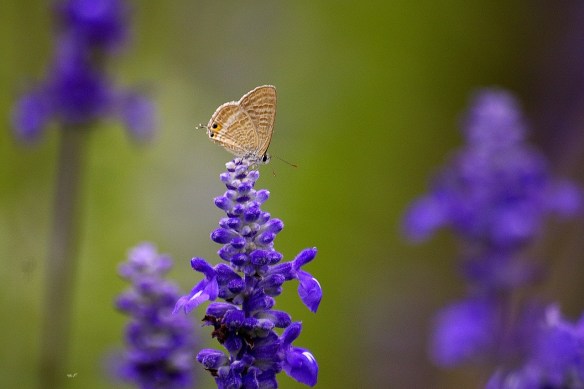 161015 Li Jia Yong 45