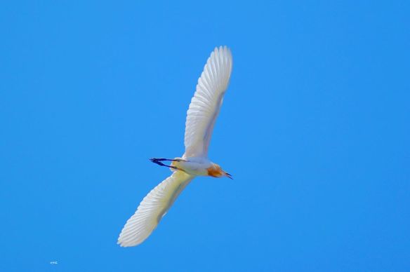 261015 Li Jia Yong 11