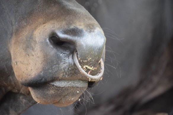 021115 ckh 56 (1024x683)