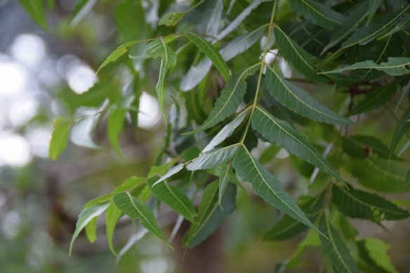 071115 ckh 34 (1024x683)