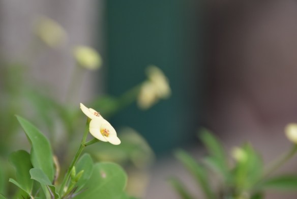 081115 ckh 55 (1024x686)