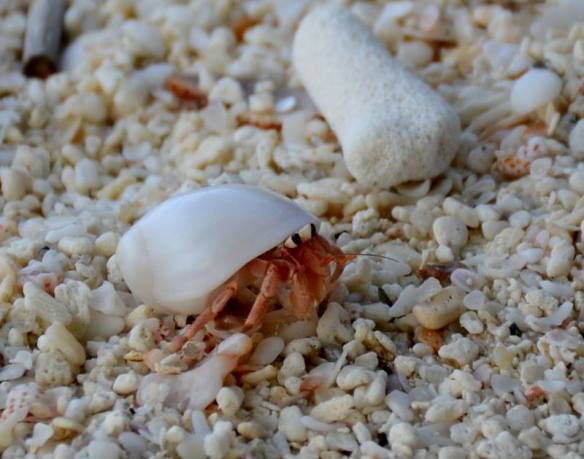 181115 Key Liu Poh Key 8