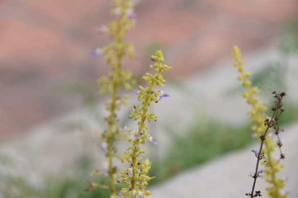 301115 ckh 53 (1024x683)