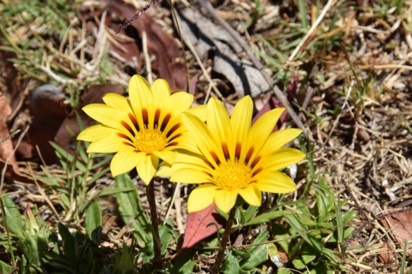 141215 ckh 60 (1024x683)