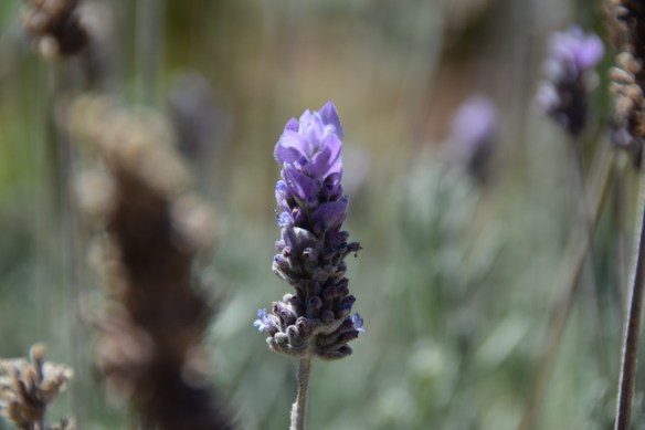 151215 ckh 65 (1024x683)