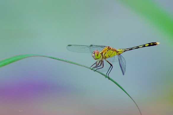 161215 Li Jia Yong 47