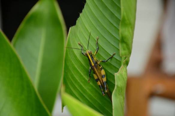 291215 Key Liu Poh Key 6