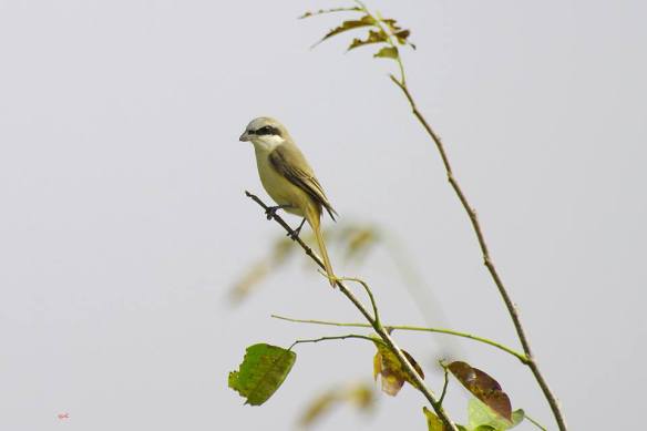 110216 Li Jia Yong 50