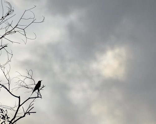 050316 ckh 99 DSC_1155