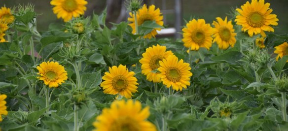 150316 ckh 98 DSC_1187