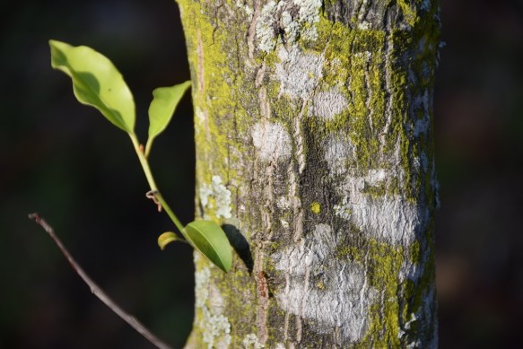 090416 ckh 96 DSC_1103