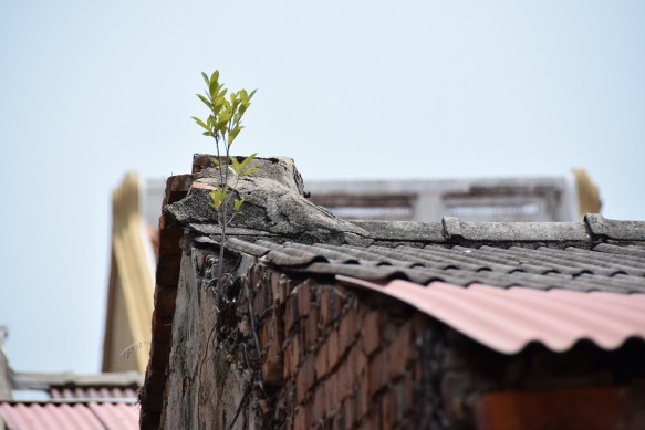 280416 ckh 101 DSC_1208