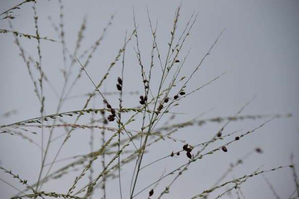 300416 ckh98 DSC_0034