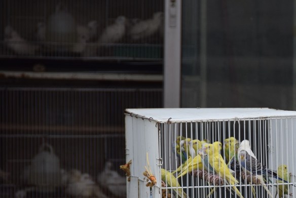 280516 ckh 103 DSC_0043