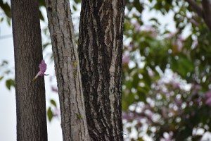 070616 ckh 102 DSC_0054