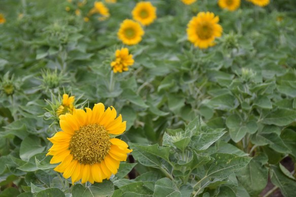 170616 ckh 103 DSC_1191