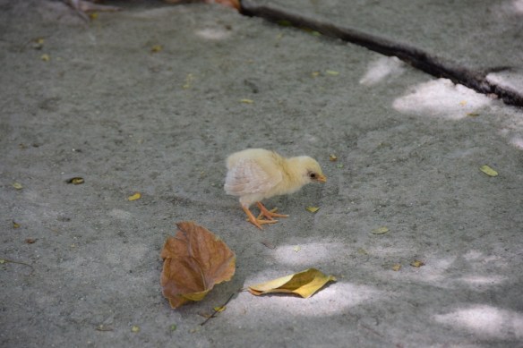 280616 ckh 108 DSC_0125