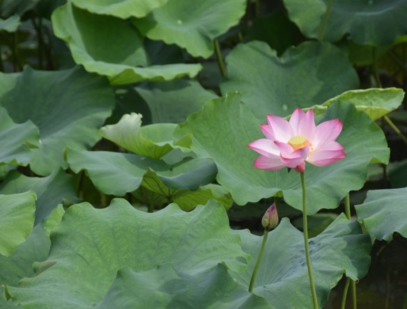 090716 ckh 115 DSC_0041