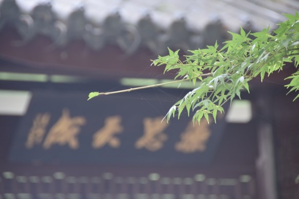 160716 ckh 113 DSC_0055