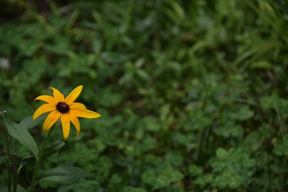 270716 ckh 112 DSC_0067