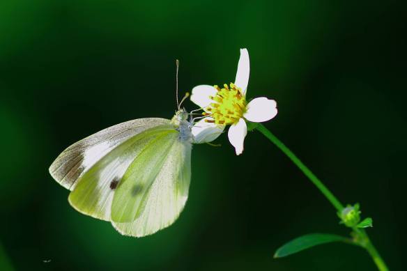 010916 Li Jia Yong 46