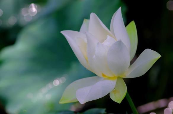 030816 Li Jia Yong 21