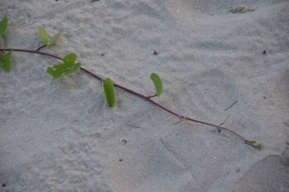 090816 ckh 120 DSC_0121