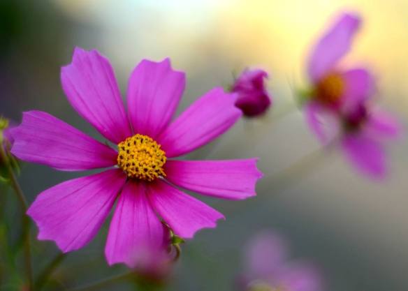 290816 Key Liu Poh Key 1